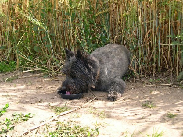 Photo de Cairn terrier