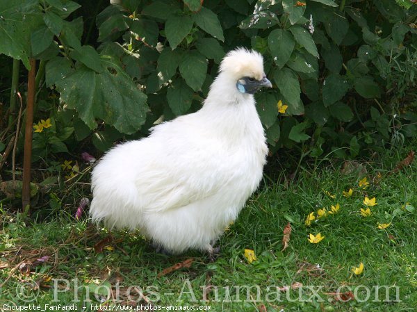 Photo de Poule