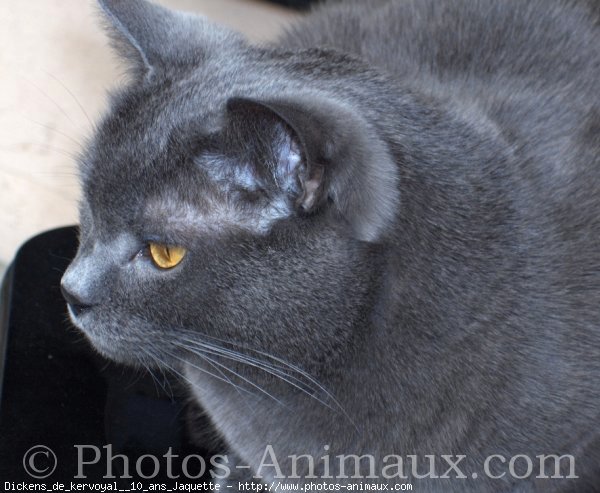 Photo de Chartreux