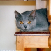 Photo de Chartreux