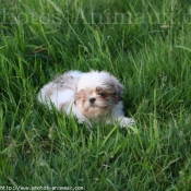 Photo de Shih tzu