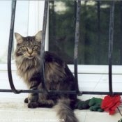 Photo de Maine coon