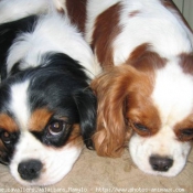 Photo de Cavalier king charles spaniel