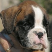 Photo de Boxer