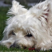 Photo de West highland white terrier