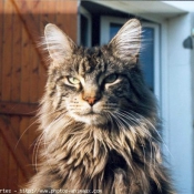 Photo de Maine coon