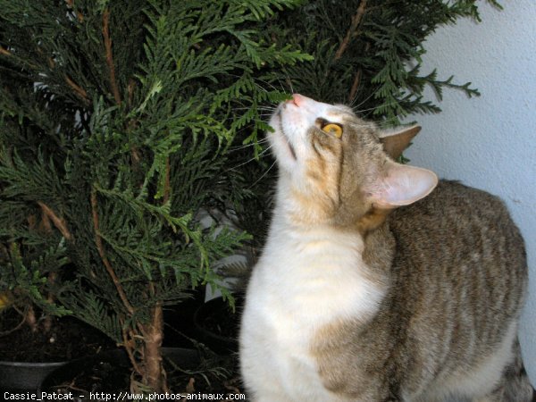 Photo de Chat domestique