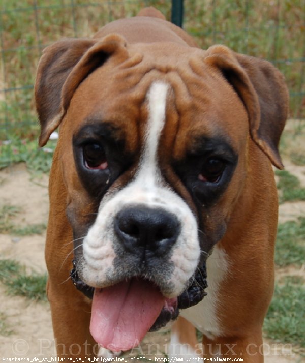 Photo de Boxer