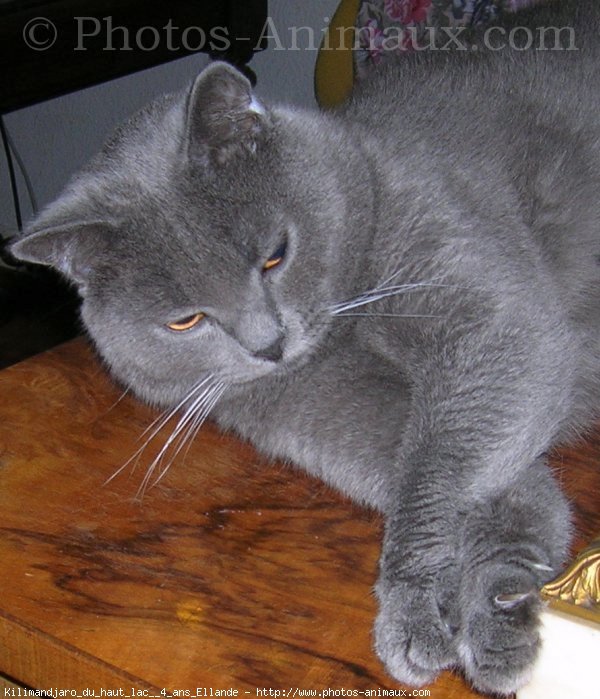 Photo de Chartreux