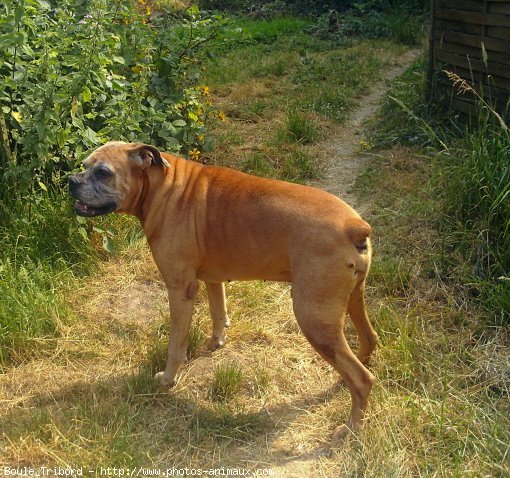 Photo de Boxer