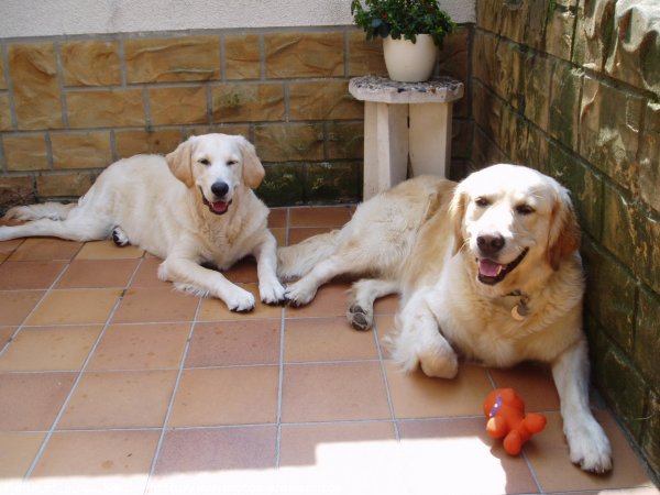 Photo de Golden retriever