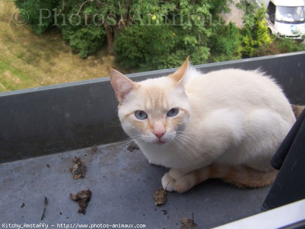 Photo de Croisement