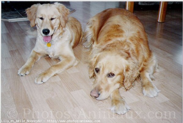 Photo de Golden retriever