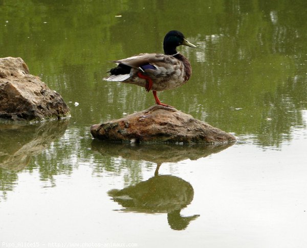 Photo de Canard