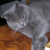 Photo de Chartreux