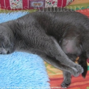 Photo de Chartreux