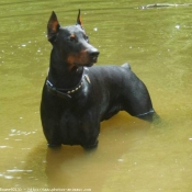 Photo de Dobermann