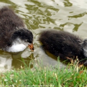 Photo de Poule