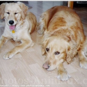 Photo de Golden retriever