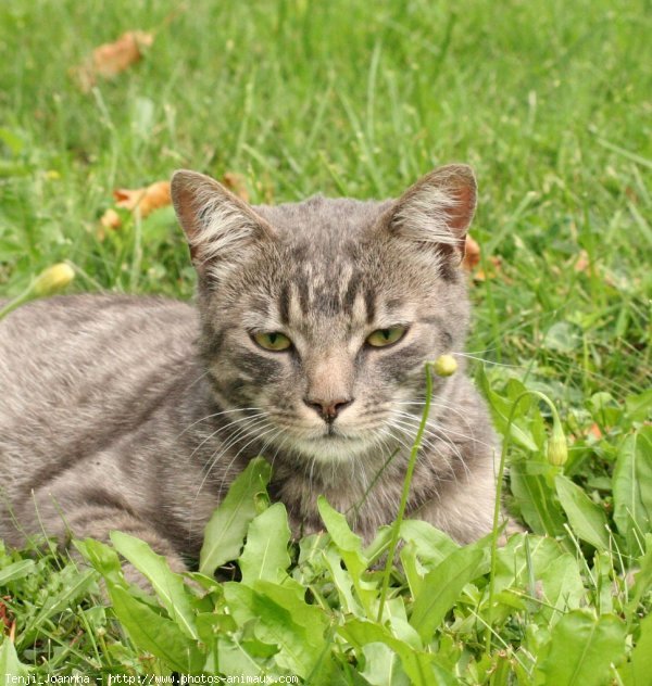 Photo de Chat domestique