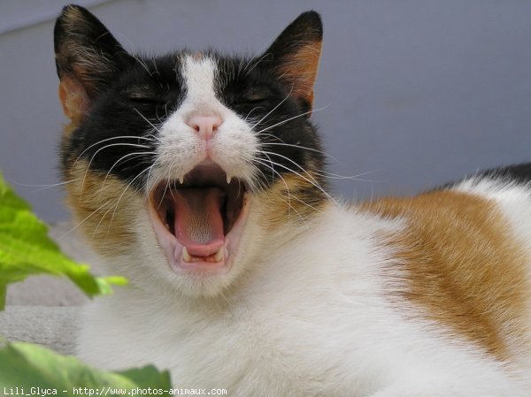 Photo de Chat domestique