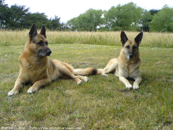 Photo de Berger allemand  poil court