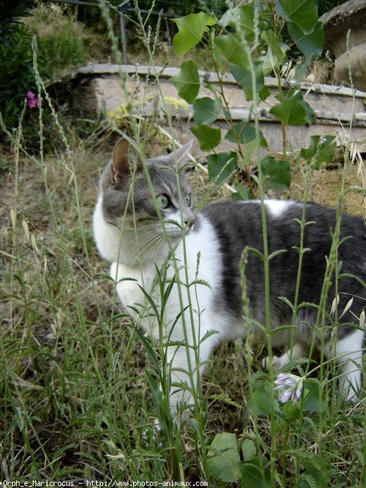 Photo de Chat domestique