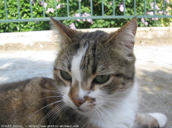 Photo de Chat domestique