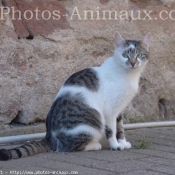 Photo de Croisement