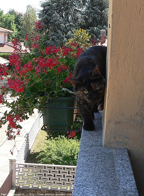 Photo de Chat domestique