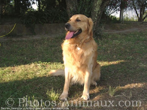 Photo de Golden retriever