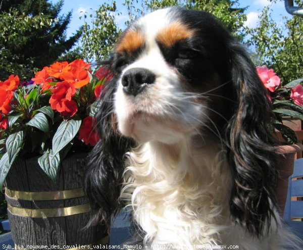 Photo de Cavalier king charles spaniel