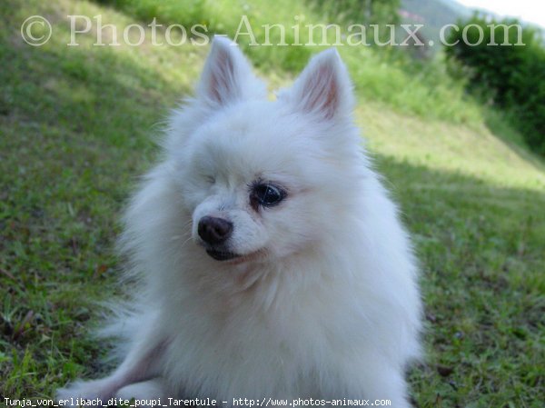 Photo de Spitz moyen