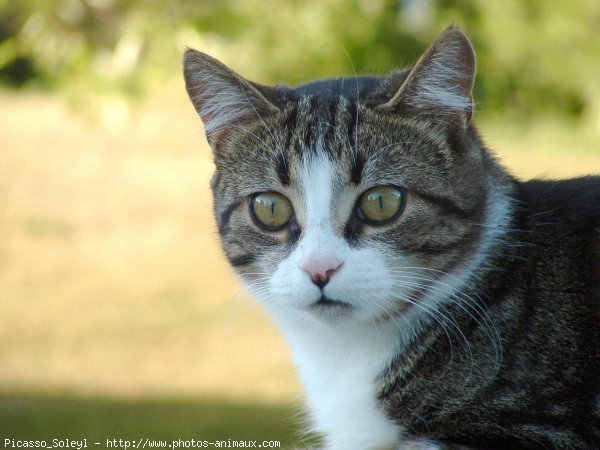 Photo de Chat domestique