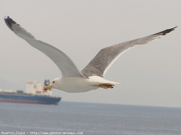 Photo de Mouette