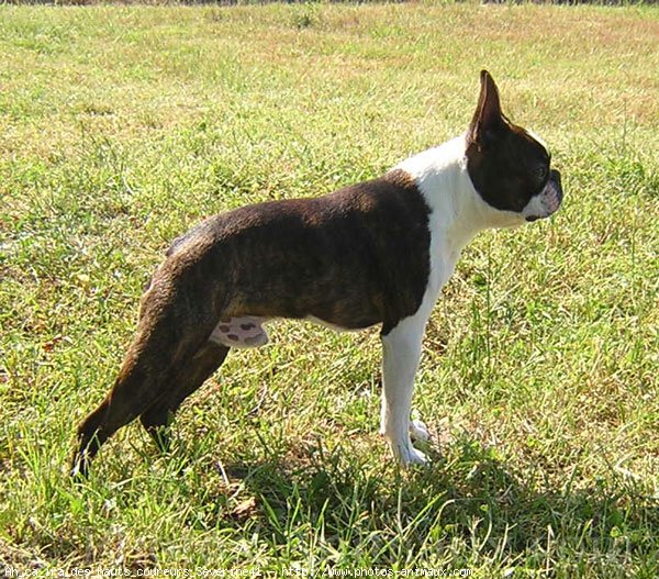 Photo de Boston terrier