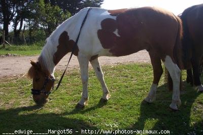 Photo de Poney franais de selle