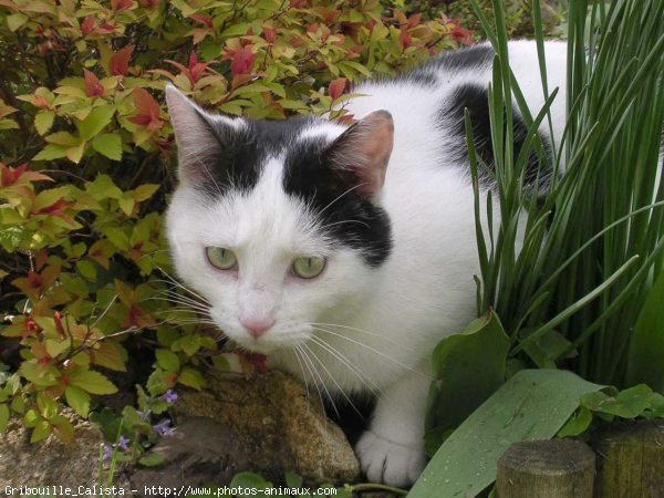 Photo de Chat domestique