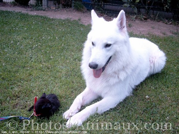 Photo de Berger blanc suisse