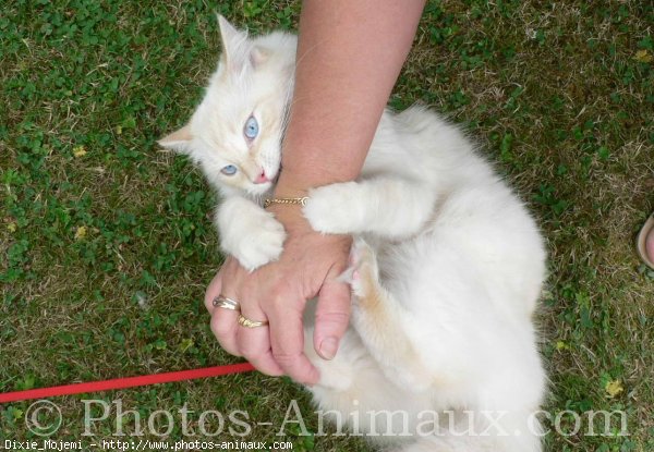 Photo de Ragdoll