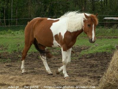 Photo de Poney franais de selle