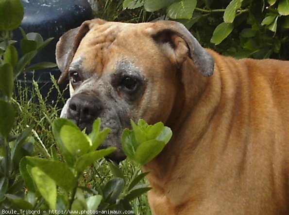 Photo de Boxer