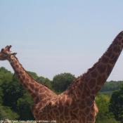 Photo de Girafe