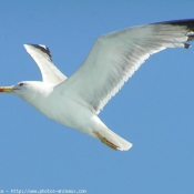 Photo de Mouette