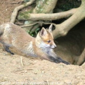 Photo de Renard