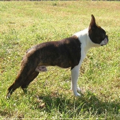 Photo de Boston terrier