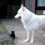 Photo de Berger blanc suisse