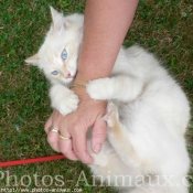 Photo de Ragdoll