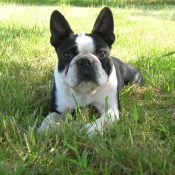 Photo de Boston terrier