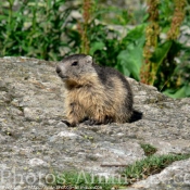 Photo de Marmotte